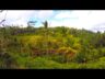 BEAUTIFUL BALI TOUR! (Rice Terraces + Cat Coffee)
